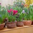 planten dakterras