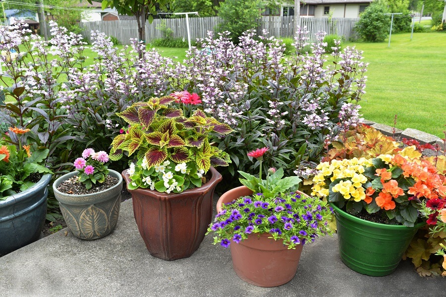 buitenplanten terras