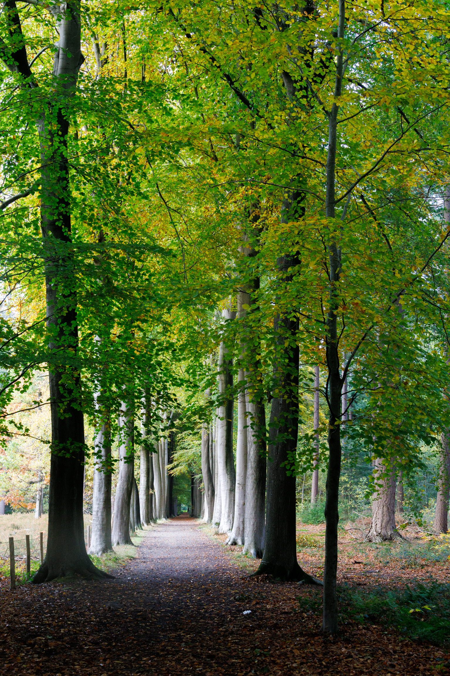 b&b lievejan in jabbeke